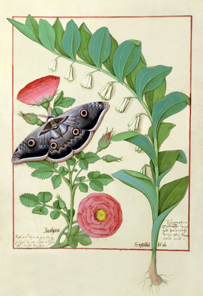 Rose and Polygonatum (Solomon Seal) Illustration from The Book of Simple Medicines by Mattheaus Platearius by Robinet Testard